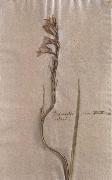 Herbarium sheet